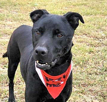 Photo of Shadow JuM