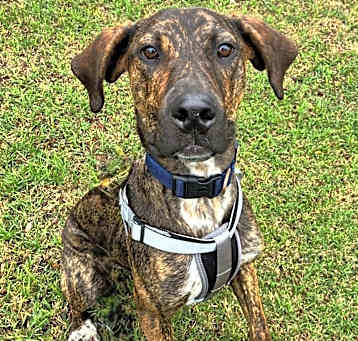 Photo of Baxter