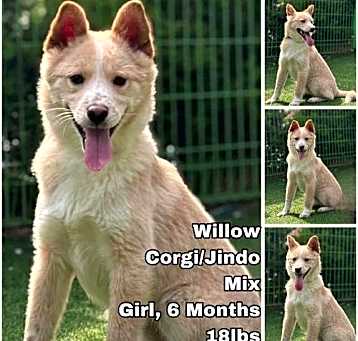 Photo of Willow from Korea
