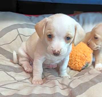 Photo of Creampuff