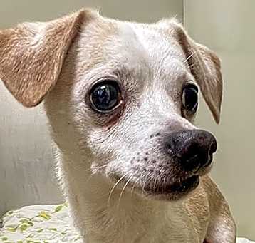 Photo of Nacho
