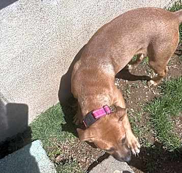 Photo of Kinsley