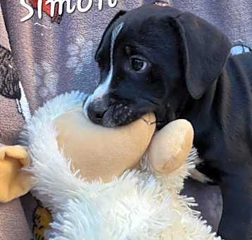 Photo of Simon