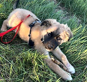 Photo of Atlas