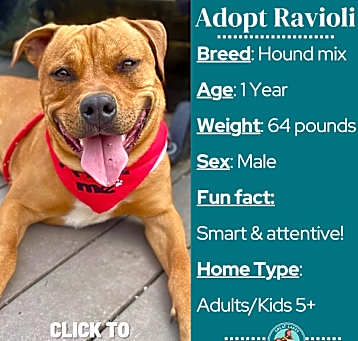 Photo of Ravioli