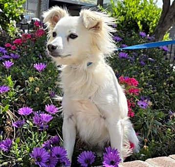Photo of Blade