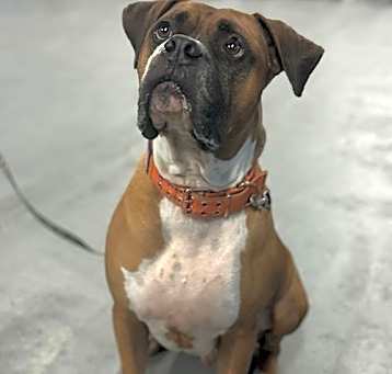 Photo of Rascal