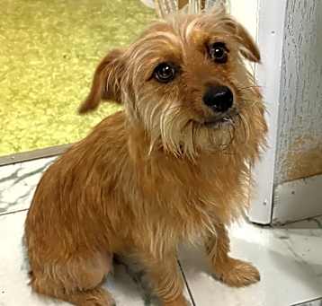 Photo of Sweetie