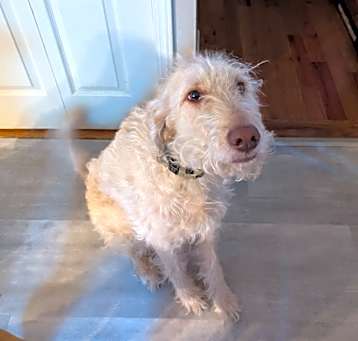 Photo of Oliver