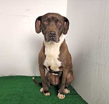 Photo of Nala