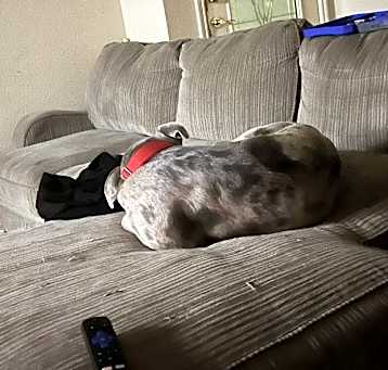 Photo of Tex