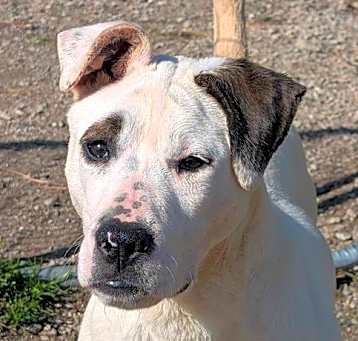 Photo of Patches
