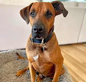 Photo of Milo