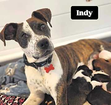 Photo of Indy