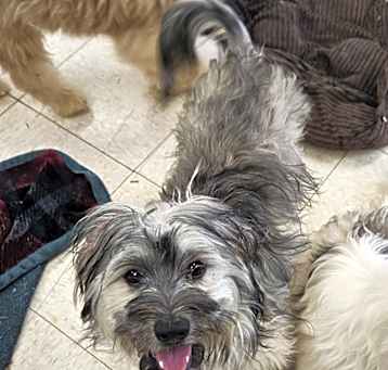 Photo of Brandy