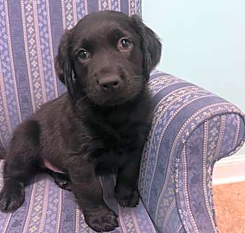 Photo of Milo