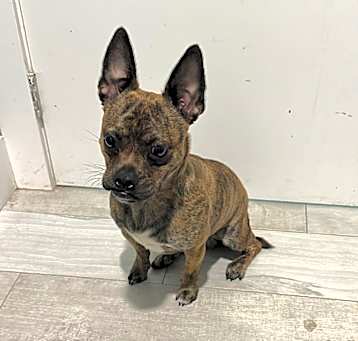 Photo of Milo
