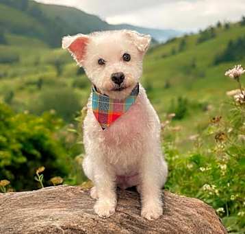Photo of Polly