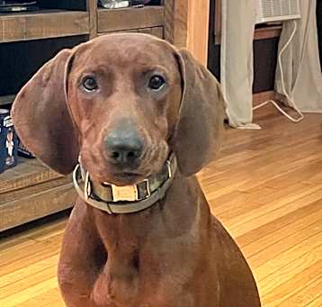 Photo of Chief