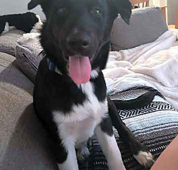 Photo of Daisy (Rosie, Daisy and Sprout)