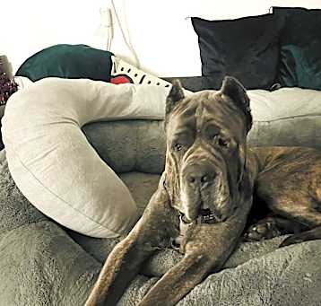 Photo of Romeo