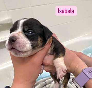 Photo of Female Puppy  Isabella 