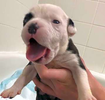 Photo of Female Puppy Mirabel 