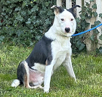 Photo of Domino