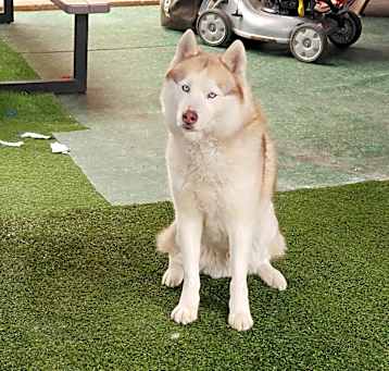 Photo of Loki