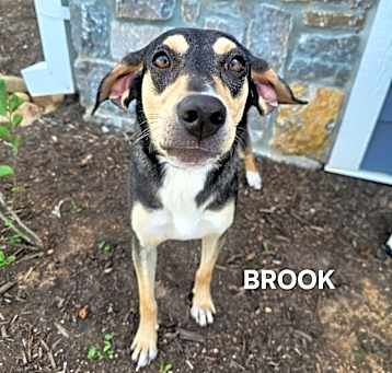 Photo of Brook