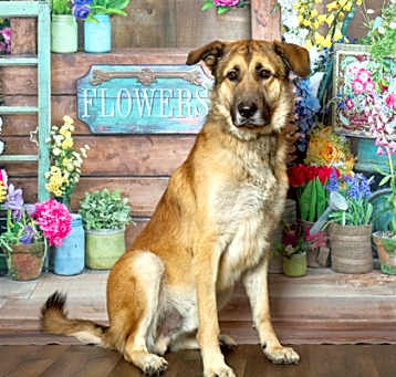 Photo of Hercules