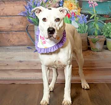 Photo of Gypsy