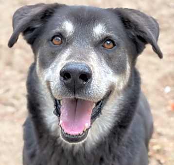 Photo of Arlo - 25097
