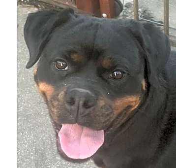 Photo of Winnie (Rottie)