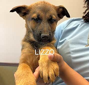 Photo of LIZZO