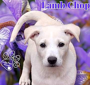 Photo of Lamb Chop
