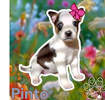 Photo of Pinto