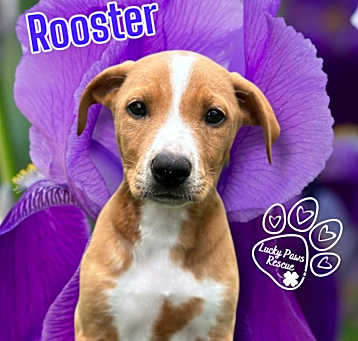 Photo of Rooster