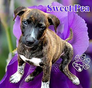 Photo of Sweet Pea