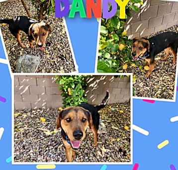 Photo of Dandy