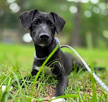 Photo of Binx