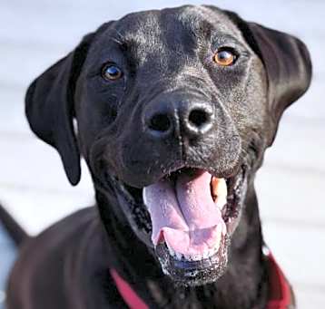 Photo of Gypsy