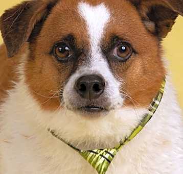 Photo of Bandit