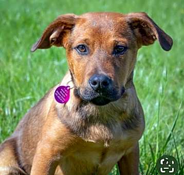 Photo of Puppy Coral 