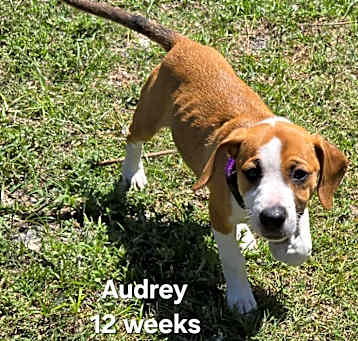 Photo of Audrey