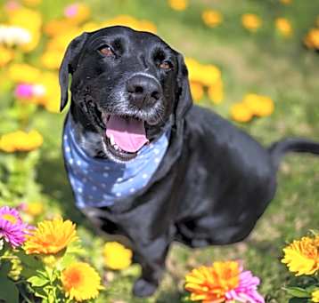 Photo of Smokey