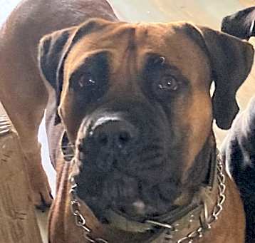 Photo of Bodie