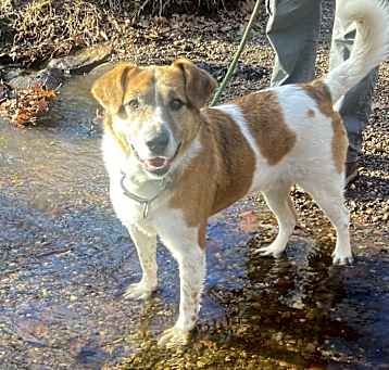 Photo of Bronco