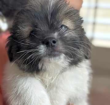 Photo of Hermes