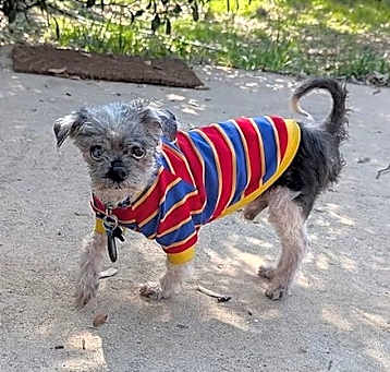 Photo of Bunsen